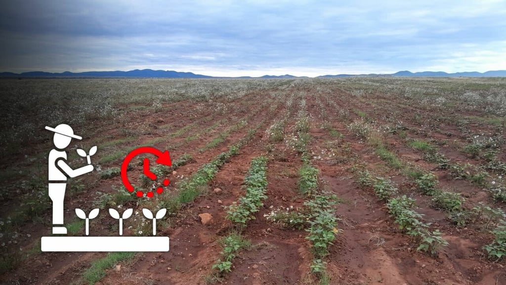 Humedad del suelo retrasa cosecha de frijol en Cuencamé: Productores