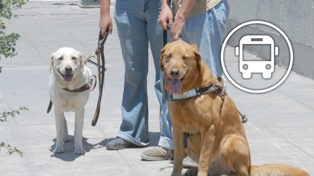 Proponen regular traslado de animales de asistencia y mascotas en transporte público de Durango