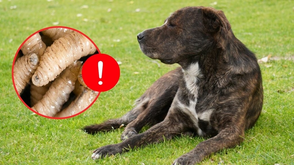 Piden en Durango estar pendientes de mascotas ante plaga de gusano barrenador