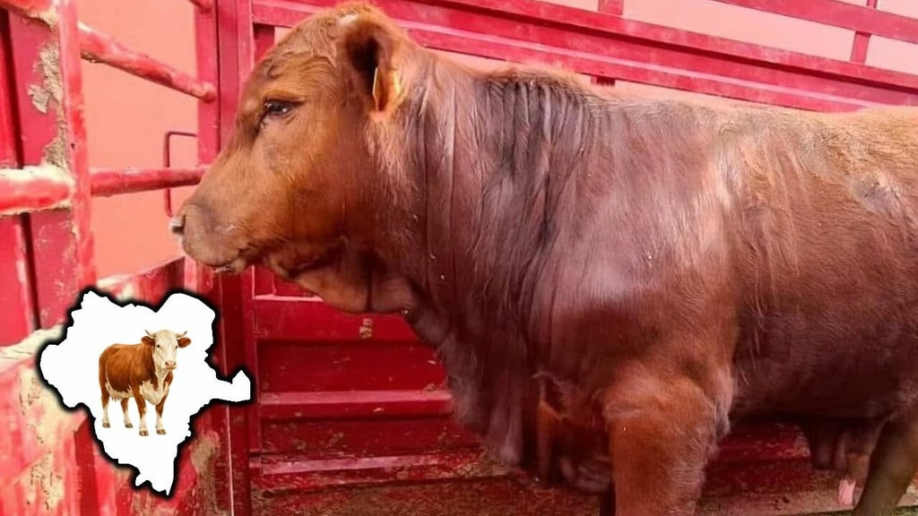 Buscan recuperar en Durango el mercado ganadero de Estados Unidos