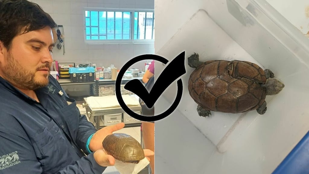 En el Zoológico Sahuatoba reconstruyen caparazones de tortugas rescatadas