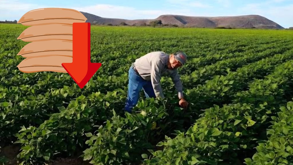 Prevén menor cosecha de frijol en Durango