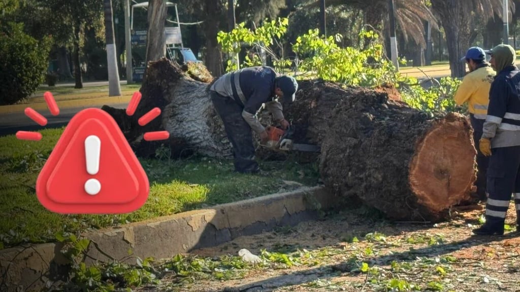 Árbol longevo colapsa en vialidad de Durango