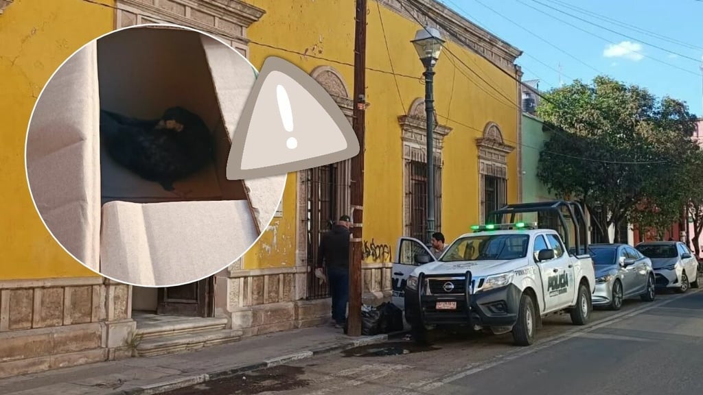 Suman 260 rescates de fauna silvestre en la ciudad de Durango