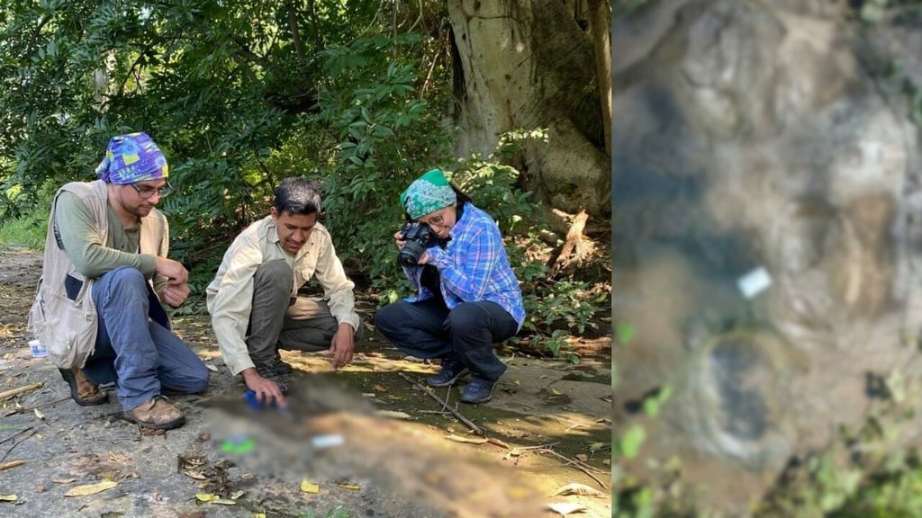 Descubren huellas de dinosaurio de millones de años en México, INAH confirma el hallazgo