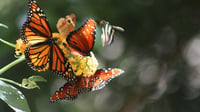 Monarch butterfly numbers in Mexico drop again