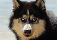 Hombre del Neolítico ya trataba al perro como su mejor amigo