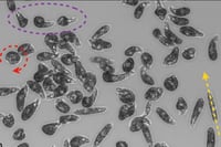 Capacidad de reptar de organismo unicelular, modelo para robots