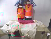 Robaron 6 pies de árbol para navidad