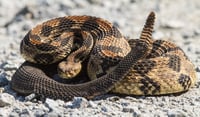 Por mordedura de serpiente, 5 atendidos en Durango
