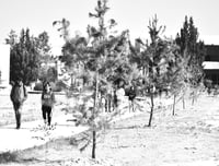 Plantaron más de 500 árboles para crear microbosques