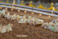 Rebasada, capacidad de sacrificio de aves