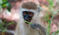 Los monos vervet tienen normas sociales diferentes dependiendo de su grupo