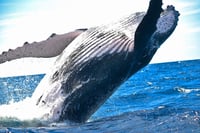 Las ballenas desarrollaron sus enormes tamaños hace 19 millones de años, según estudio