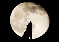 ¿Cuál es el significado de la Luna de Lobo 2024?