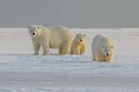 Osos polares corren riesgo de morir de inanición si el verano ártico se alarga