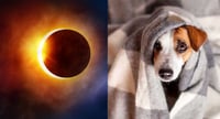 ¿Cómo afecta el Eclipse Solar 2024 a los animales?
