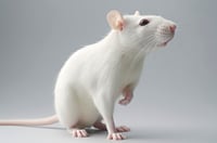 Nuevo paso contra las 'superbacterias': crean una molécula sintética eficiente en ratones