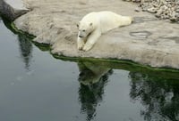 Los osos polares corren el riesgo de morir de inanición si el verano ártico se alarga