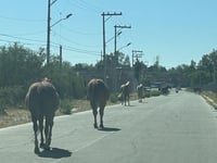 Reportan constante presencia de caballos en calles de Durango capital