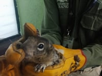 Van 16 especies rescatadas en el municipio de Durango durante abril