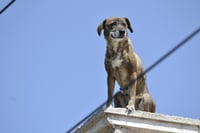 Hay perritos que viven en malas condiciones en Durango