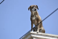Hay perros que viven en malas condiciones; se atendieron 10 reportes esta semana