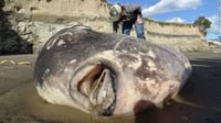 Localizan pez de más de 2 metros en la costa de Oregón; ¿De qué tipo se trata?
