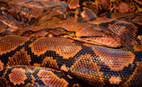 Encuentran una mujer en el interior de una serpiente pitón, en Indonesia