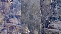 VIDEO: Ciclista capta a gato montés en la sierra de Durango