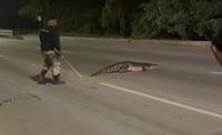 Auxilian a cocodrilo que intentaba cruzar la carretera | VIDEO