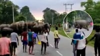 Elefantes cruzan carretera, son agredidos y terminan aplastando a una persona | VIDEO