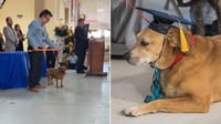 Perro callejero de apodo 'El Cejas', se gradúa de la secundaria | VIDEO