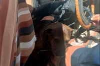 Rescatan en Durango a perrito abandonado dentro de un vehículo