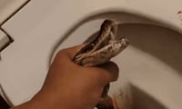 ¡Nuevo miedo desbloqueado!, Hombre es mordido por serpiente en la taza del baño | VIDEO