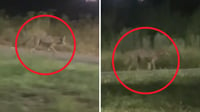 Captan coyote cerca del Real del Mezquital | VIDEO