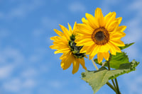 ¿Qué día y por qué se regalan flores amarillas en septiembre?