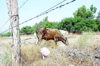 San Juan del Río encabeza robo de ganado en Durango