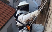 Piden no intervenir ante el avistamiento de panales de abejas