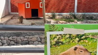 ¡Nuevo integrante! Presentan a capibara macho en el Zoológico Sahuatoba