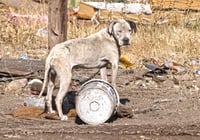 Detectan criaderos clandestinos de mascotas en Durango