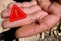 ¿Qué hacer ante una picadura de araña violinista en Durango?