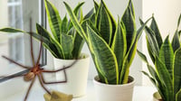 ¿Cómo ahuyentar arañas violinistas de tu hogar? Estas plantas son la solución