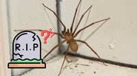 Araña violinista: ¿cuál es la probabilidad de morir ante una mordedura de este arácnido?