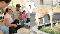 Esterilizarán a perros que viven en situación de calle en Durango | ¿Cuándo y dónde? 