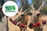 Por calor, refrescan a animales del Zoológico Sahuatoba