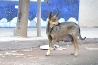 En julio esterilizarán a perros callejeros; ¿dónde y qué días?