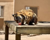 Refrescan a los animales del Zoológico de Durango tras las altas temperaturas