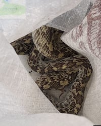 Capturan a serpiente en la mancha urbana de Gómez Palacio
