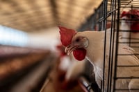 Pechuga de pollo, más cara por brote de gripe aviar: UGRD 